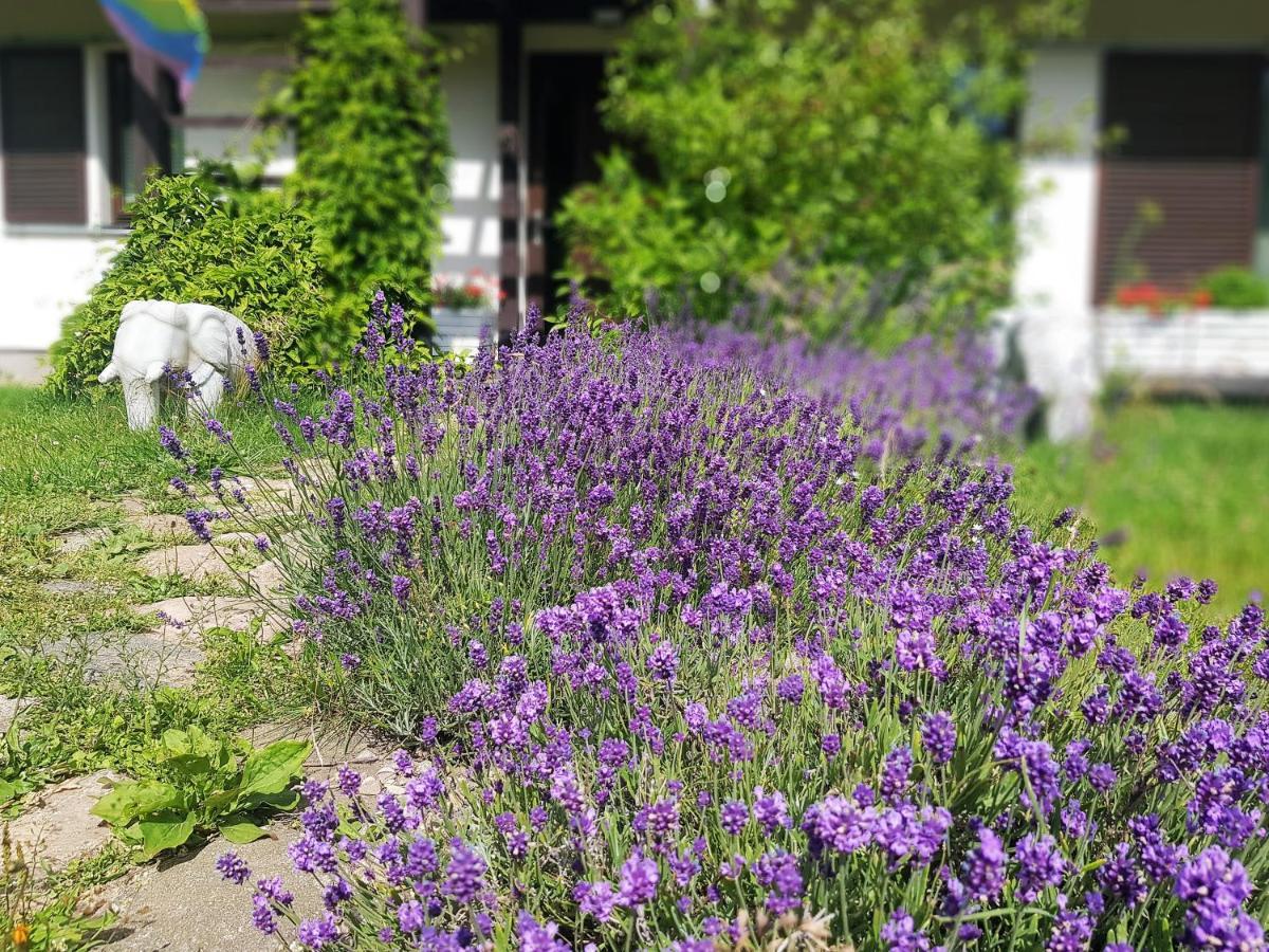 Siedlisko Gregorowo Apartamento Ustka Exterior foto